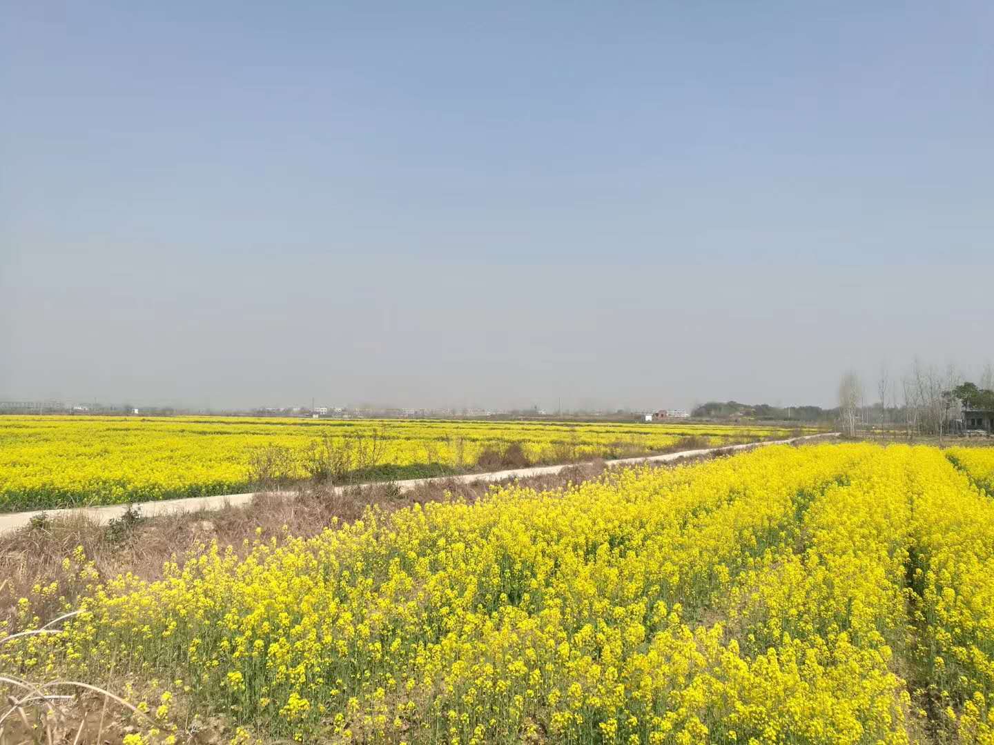 菜花间蝶也飞来，又趁暖风双去