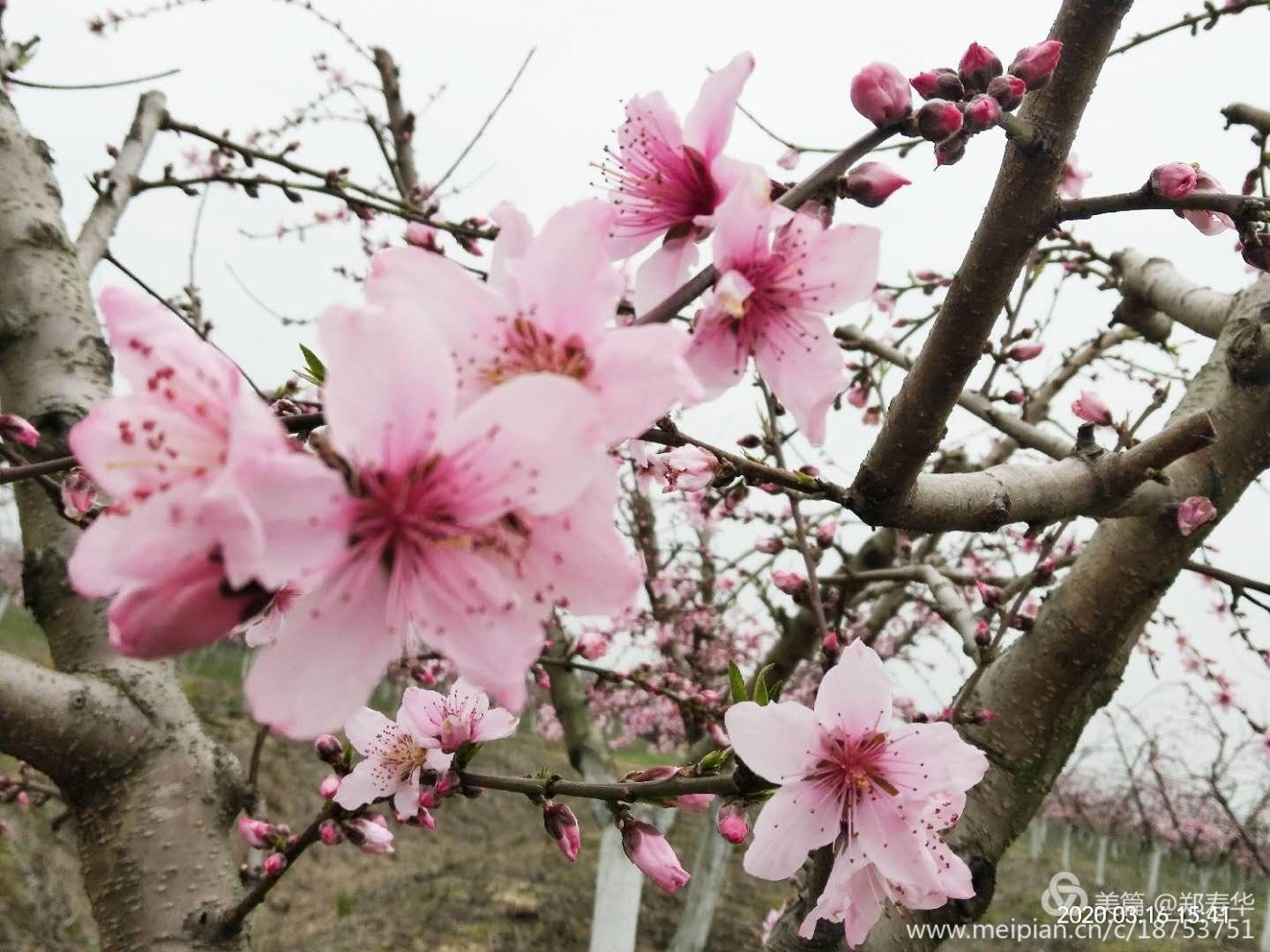 桃花一簇开无主，可爱深红爱浅红