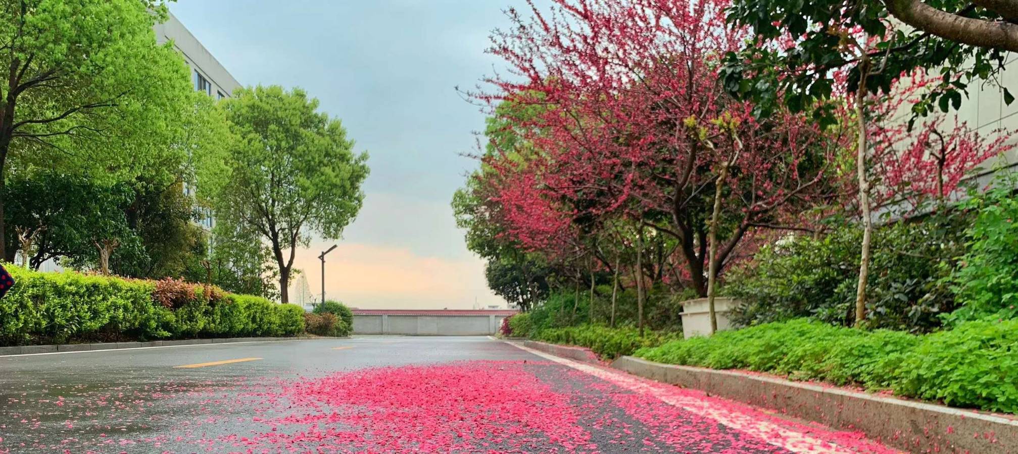 花柳满空迷处所，摇动繁英坠红雨