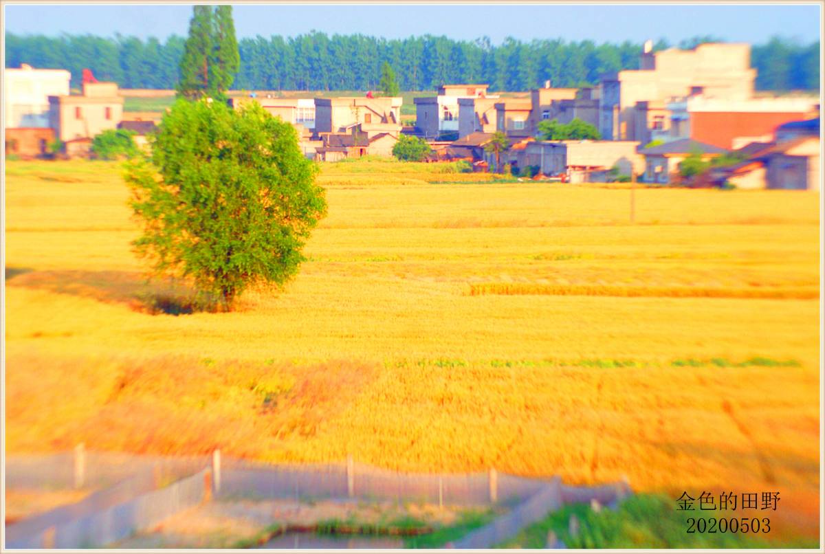 金色的田野