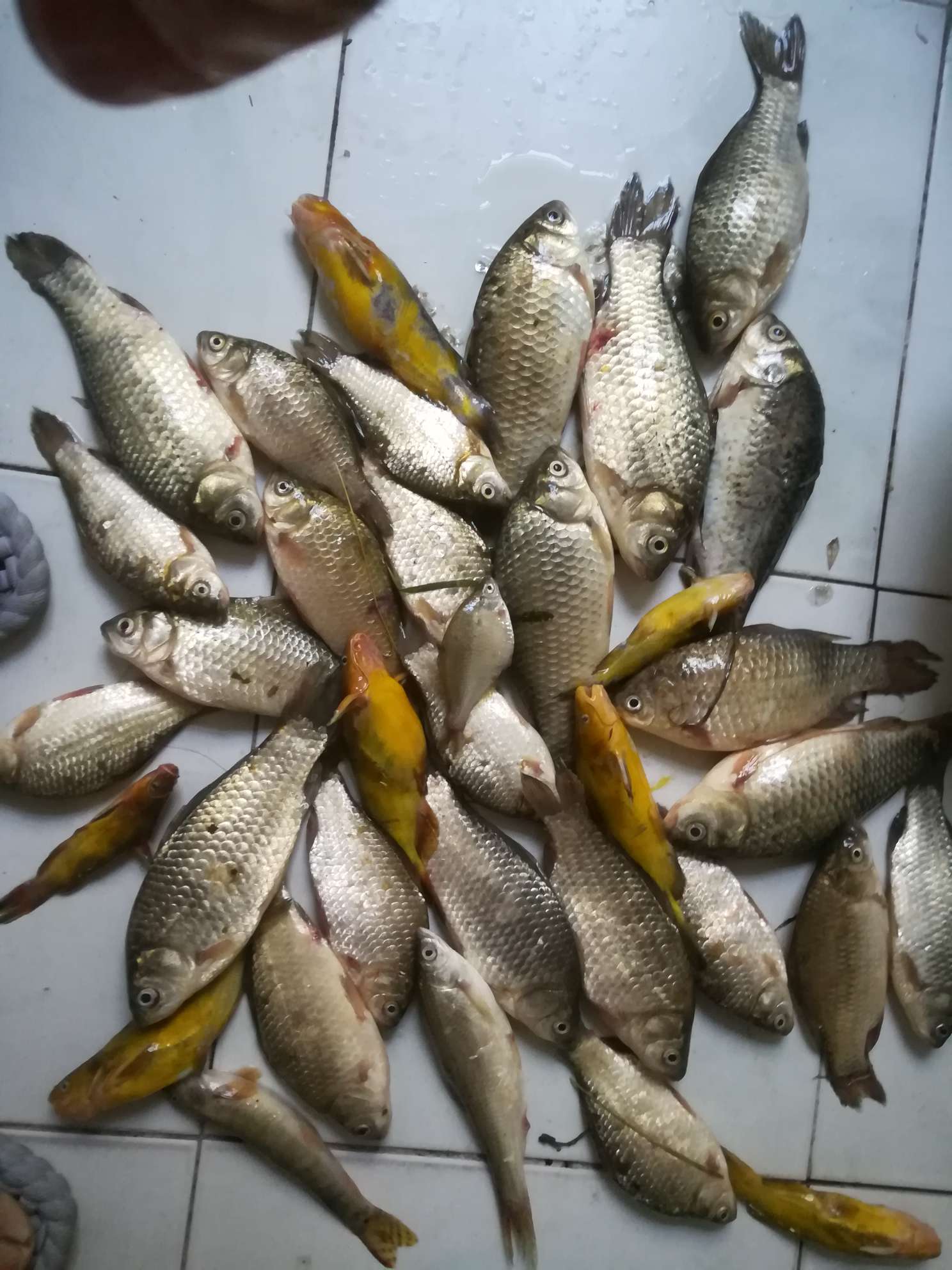 二三两的鲫鱼。