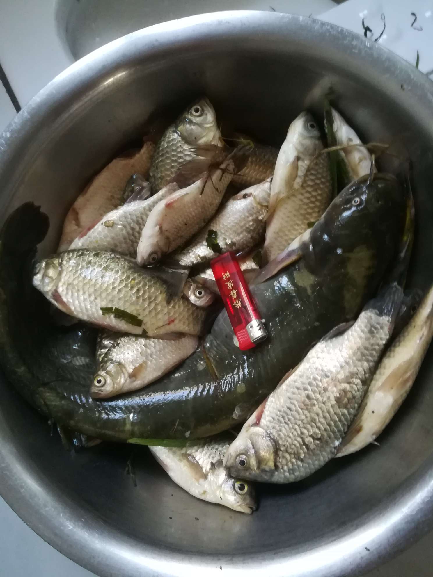 晚上上了几个黄古，一条两斤多的鲇鱼。