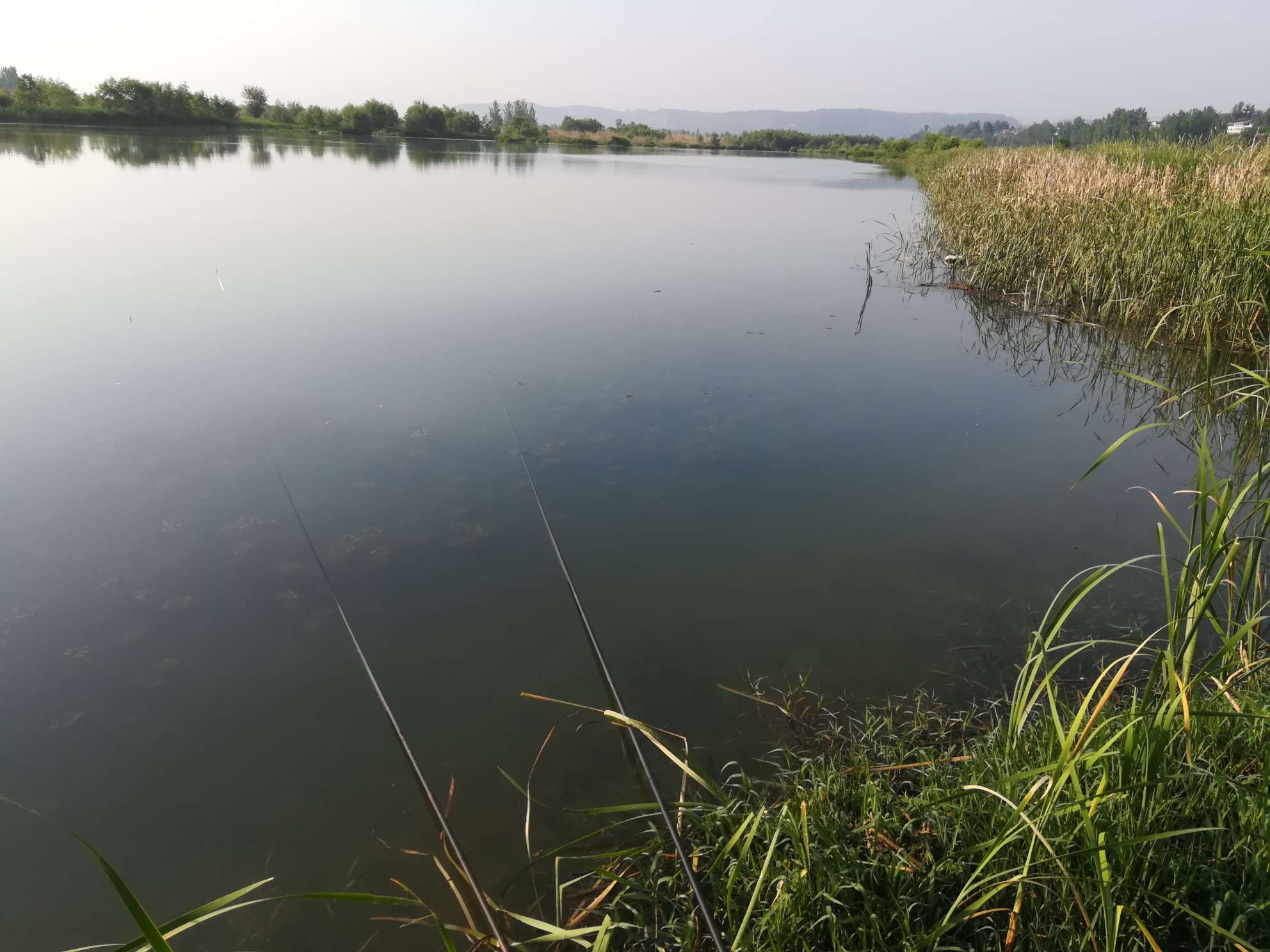 钓场位于河南省淅川县，蒲草茂盛的水域。