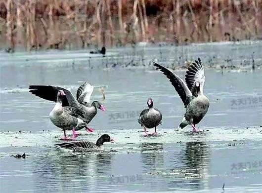 灰雁在天门张家湖越冬。(资料图)