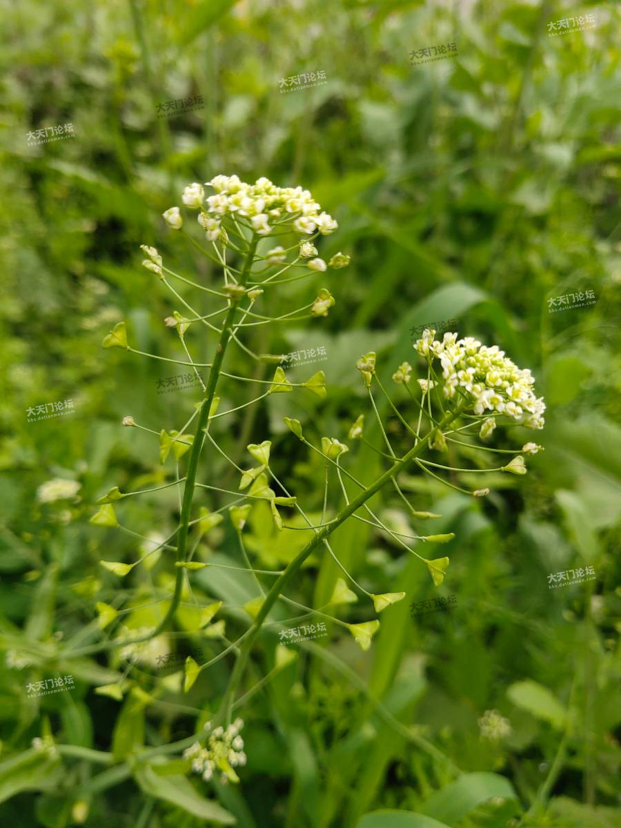 地米菜花开(手机随拍)